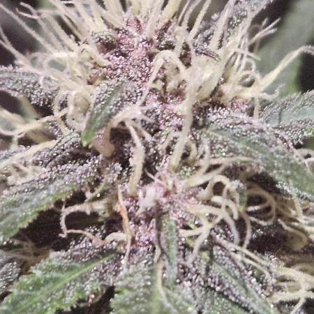 FastBuds LSD-25 Auto