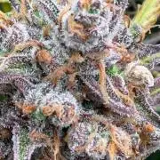Gelato Auto Sweetness