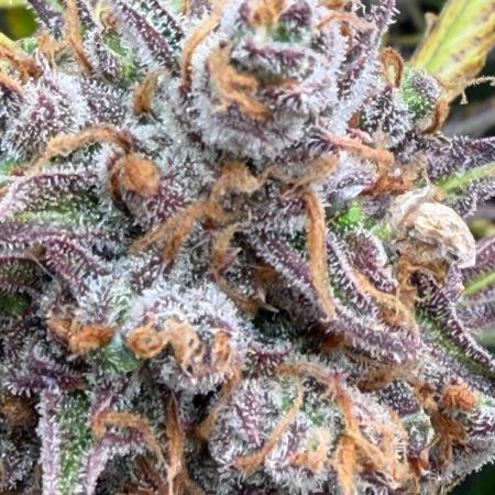 Gelato Auto Sweetness