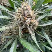 Gelato Auto Sweetness