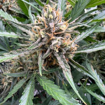 Gelato Auto Sweetness
