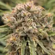 Five Plants One Goal