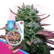 Runtz Living Soil