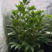 Notorious THC Living Soil