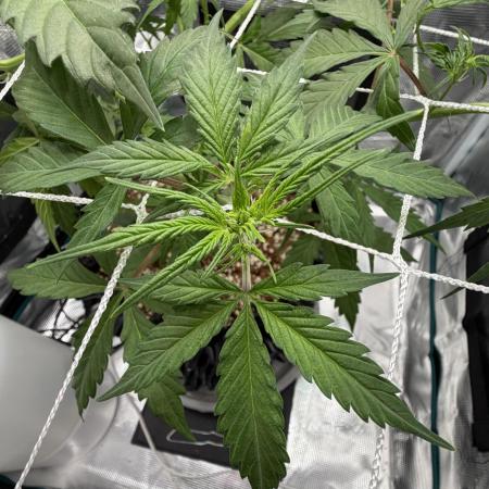 Pink Apple Soda Auto