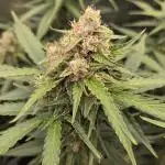 Five Plants One Goal