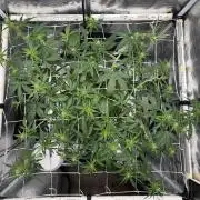 Pink Apple Soda Auto