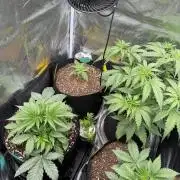 Gorilla Z Soil