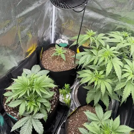 Gorilla Z Soil