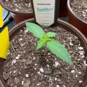 Tangerine Dream Living Soil