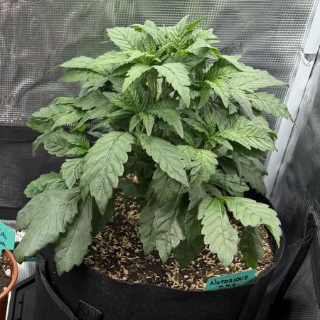 Notorious THC Living Soil