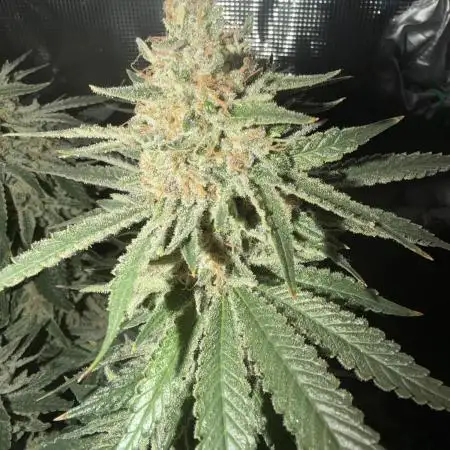 Glitter Gas/Peyote Zkittlez