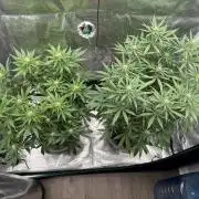 Glitter Gas/Peyote Zkittlez