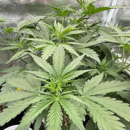 Gelato Auto Sweetness