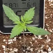 Pink Apple Soda Auto