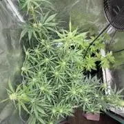 Gelato Auto Sweetness