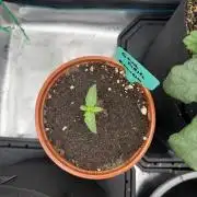 Sour D. Personal Fav