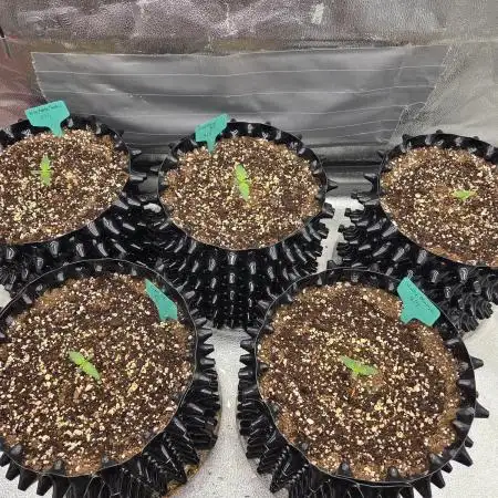 Five Plants One Goal