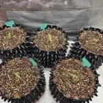 Five Plants One Goal