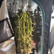 Notorious THC Living Soil