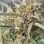 Gelato Auto Sweetness