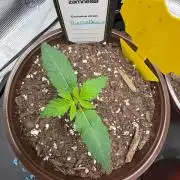 Purple Urkle Living Soil
