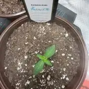 Runtz Living Soil