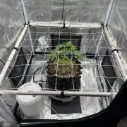 Pink Apple Soda Auto