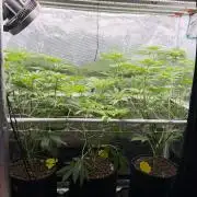 Mystery Grow / Living Soil