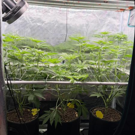 Mystery Grow / Living Soil