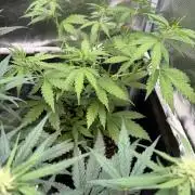 Gorilla Z Soil