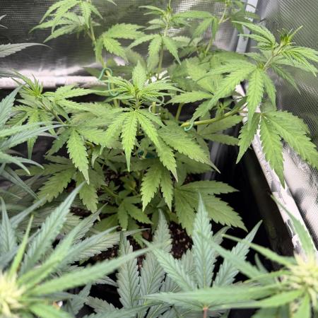 Gorilla Z Soil