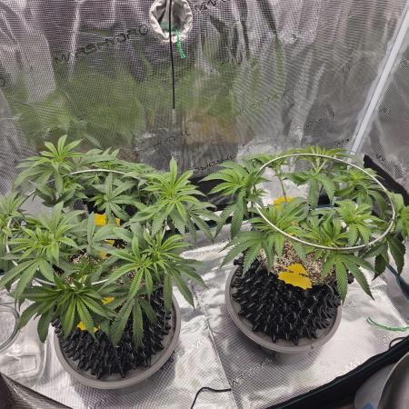 Glitter Gas/Peyote Zkittlez