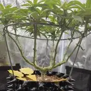 Glitter Gas/Peyote Zkittlez