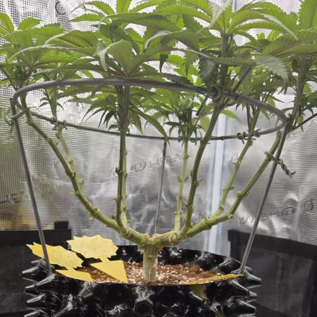 Glitter Gas/Peyote Zkittlez