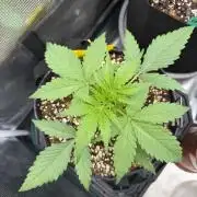 Gelato Auto Sweetness