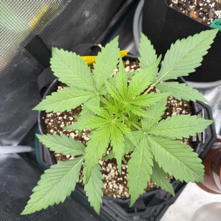 Gelato Auto Sweetness