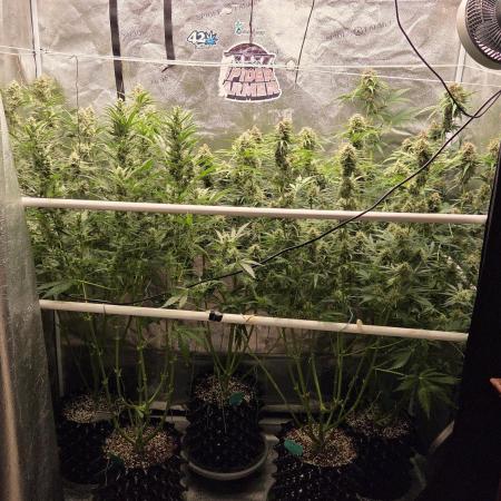 Five Plants One Goal