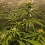 Five Plants One Goal
