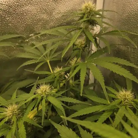 Five Plants One Goal