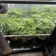 Mystery Grow / Living Soil