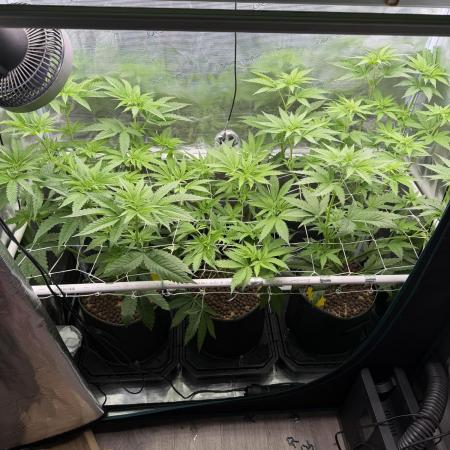 Mystery Grow / Living Soil