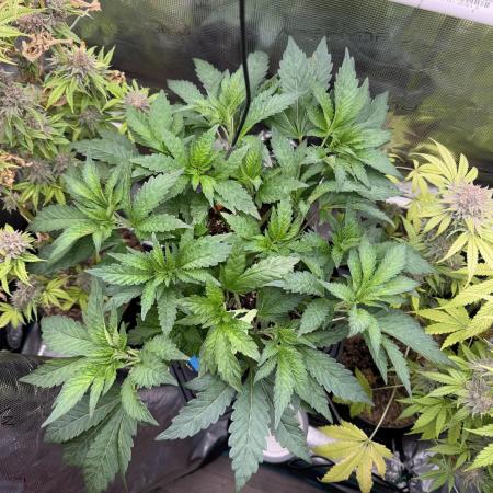 Notorious THC Living Soil