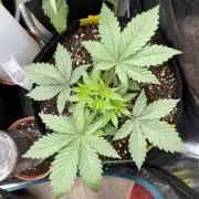 Sour D. Personal Fav