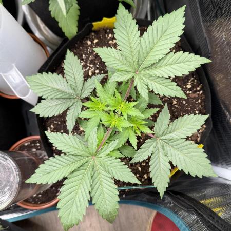 Sour D. Personal Fav