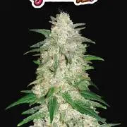 Gelato Auto Sweetness