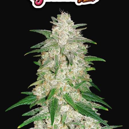 Gelato Auto Sweetness