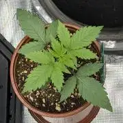 Sour D. Personal Fav