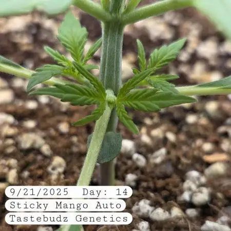 Five Plants One Goal