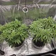 Glitter Gas/Peyote Zkittlez